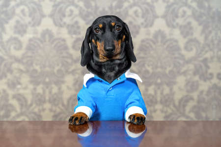 Portrait of cute dachshund puppy in blue jumpsuit with white cuffs and collar, sitting busily at table with serious look, against the background of wallpaper with old-fashioned pattern, front view.の写真素材