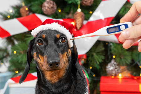 Person holds thermometer showing pet that it has fever, so the Christmas tree is wrapped with red and white signal tape, and there will be no celebration of holiday. New reality and quarantine.の写真素材
