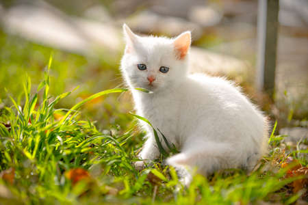 Cute blue-eyed white fluffy kitten is sitting in grass on lawn with a puzzled look, warm rays of the sun illuminate pet. Baby animal went for a walk outside for the first time.の写真素材
