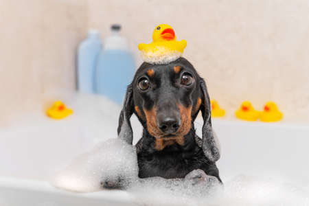 Toy ducks for bathing are scattered around tub, one is on head of dachshund bathing in foam. On side of tub there are plastic bottles of shower cosmetics with empty templates for advertising labels.の写真素材