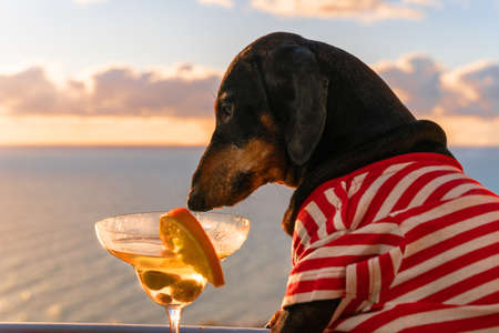 Lovely dachshund dog in striped t-shirt is sitting on balcony or terrace, drinking cocktail with olives and orange slice and admiring a beautiful sunset or sunrise over calm sea.の写真素材