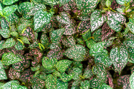 Boldly patterned leaves of small shrubby plant of undergrowth, featuring red and white colors, close up. Wild-growing or grown as ornamental and pot plant. Beauty of nature.の写真素材