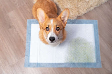 Cute Welsh corgi Pembroke or cardigan dog with a guilty look, because he could not wait for a walk and pissed on diaper at home, top view. Methods of gradually accustoming puppy to the toiletの写真素材