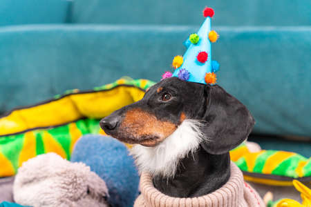 Portrait of cute adult dachshund dog in warm knitted sweater, with fake beard and in festive hat decorated with little pom-poms, who is sitting among stuffed toys and celebrating birthday, side viewの写真素材