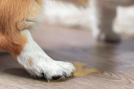 Mischievous dog peed on wooden floor at home, close up. Only paw that pet stepped on in urine in the frame. Poor puppy could not wait until the walk to go to toiletの写真素材
