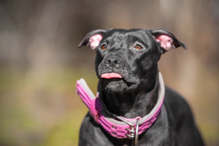 Portrait of funny American pit bull terrier in a big pink collar, who playfully shows its tongue during a walk, front view, blurred background. Dispelling discrediting myths about the breedの写真素材