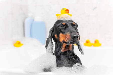 Portrait of a funny dachshund puppy with yellow rubber duck on head, who is squinting with pleasure and fooling around while sitting in a hot tub with soap foam, front viewの写真素材