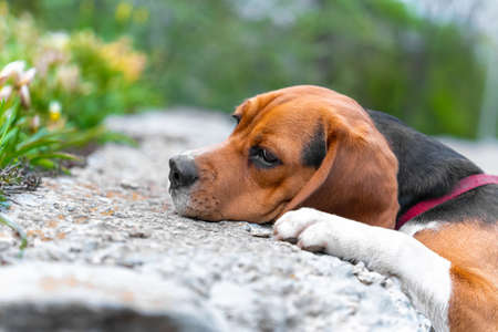 Portrait of a sad beagle dog lying on ground in front of a flower bed and indifferently watching something. Puppy got tired during the walk and lay down to rest, close upの写真素材