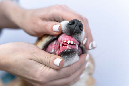 Veterinarian checks dental health of Welsh corgi Pembroke puppy, holding lips of animal with hands,...