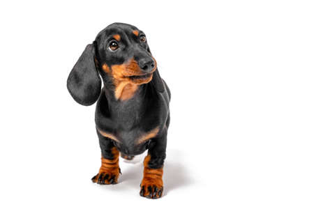 Adorable dachshund puppy stands and looks expectantly at someone isolated on white background, front...