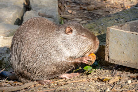 Portrait close up of cute nutria eating carrot and enjoying sunshine between the stones by the pond.の写真素材