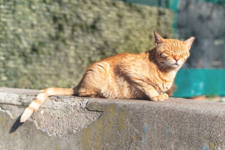 Red-haired stray cat with a damaged ear sits on a concrete parapet and squints from the bright...