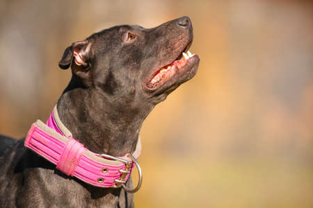 Cute black doggy with pink collar looks upward on blurred background. American Pit Bull Terrier on walk in autumn park on sunny day closeupの写真素材
