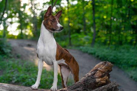 Graceful basenji brindle dog stands in the middle of a park or forest, with its paws on a snag and looks away while walking, front view, trees on blurred backgroundの写真素材