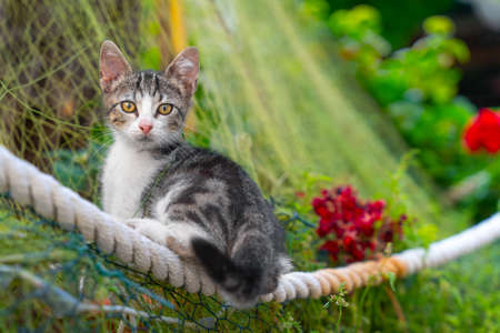 Adorable tabby kitten perched on uncomfortable rope, leaning on a net protecting a flower bed and plants, front view, blurred background. Funny animal is watching warilyの写真素材