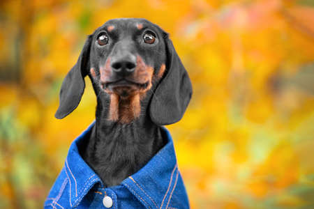 Cute dachshund puppy in denim clothes on background of orange autumn park looks into camera. Close-up portrait of dog in autumn against background of orange blurred leaves. Walk in autumn park.の写真素材