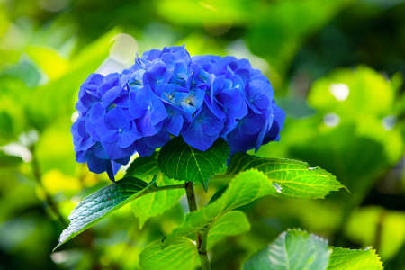 Blue hydrangea flower close-up on the background of greenery of the park, garden. Photo of a...