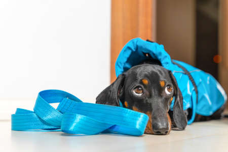 Dog dachshund in blue raincoat lies at threshold next to leash against background of an open door and looks at camera with doomed expression. does not want to walk in rain in wet weather.の写真素材