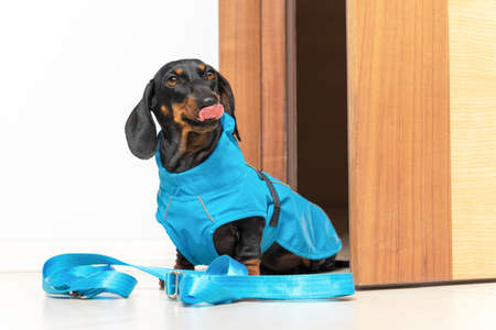 Naughty dachshund puppy is sitting next slightly open front door in blue raincoat next to bright leash, cheerfully showing his tongue, teasing . Naughy dog is going for walk in waterproof clothesの写真素材
