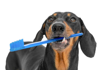 Obedient dachshund dog holds a blue toothbrush in its mouth isolated on a white background, front view. Veterinary advertising about benefits of hygiene for health of pet.の写真素材