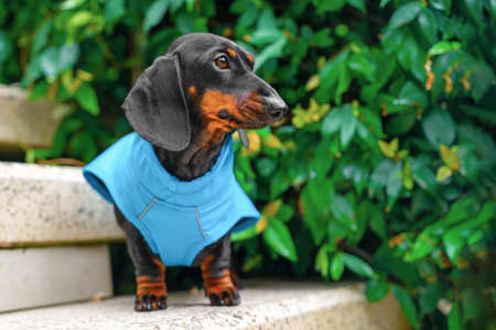 Adorable dachshund puppy in clothes is standing on stone step near thick bush. Cute dog in a blue waterproof jumpsuit during a walk, close up, front view, copy space.の写真素材