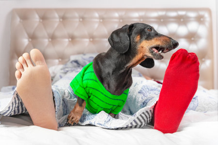 Dog tries to pull sock off sleeping owner foot. All Fool Day , april fools prank, funny joke. Pet mischief, missing socks. Dachshund wakes up owner in morning, asks for food. Cheerful morningの写真素材