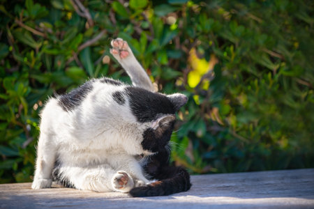 Street stray cat sits on a wooden bench, basks in the sun, washes, licks itself. Homeless pet protection flea vaccination spaying. Lazy cat on background of greenery enjoys the summer warmth hygieneの写真素材