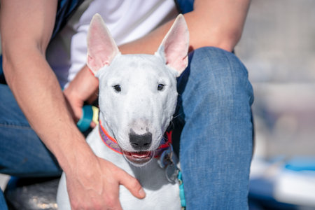 Dog white english bull terrier walks outdoors in the summer with the owner. Portrait of a friendly obedient bull terrier in a collar the hand holds his chest friendship devotion.の写真素材