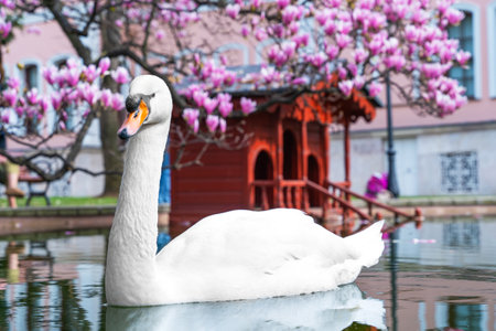 Elegant swan proudly looks into its reflection in water against the backdrop of blooming magnolia tree. Delicate landscape of blooming rosewood white bird. Picturesque city park with pond istanbulの写真素材