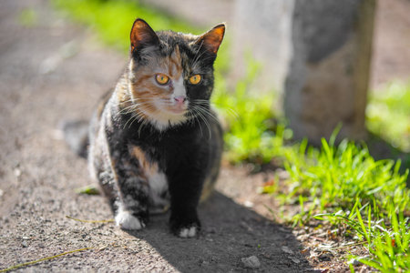 Serious, well-fed cat with unusual color is standing on path on street, looking reproachfully. Stray...