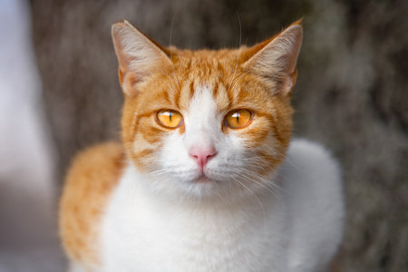 Close-up portrait ginger redhead cat orange eyes bottomless magical look. Stray pet sits park guards strictly looks at passers-by. beautiful noble smooth-haired cat with an expressive bewitching lookの写真素材