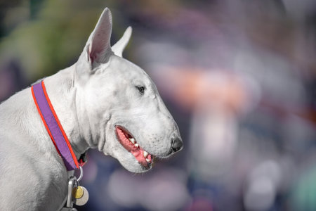 Portrait of white pensive bull terrier collar with address tag on blurred abstract background. Dog show winner purebred. Titled offspring breeding dogs kennel. Beautiful aristocratic sport dog profileの写真素材