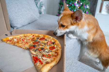 Christmas party couch box delicious pizza sly dog secretly wants to sneak a peek at the appetizing pieces. Red corgi sniffing holiday food. New Year eve family party tree snacks takeaway. Pet pranksの写真素材