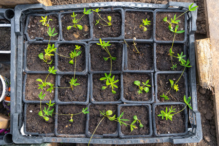 Seedlings of flowers planted in plastic boxes for planting in garden. Young shoots Lupinus. Set of young flower in plastic pots after transplanting sprouts in pots.の写真素材
