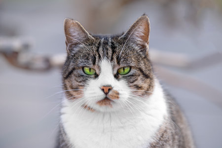 Portrait of impudent plump beautiful well-groomed cat green eyes piercing look on blurred background. Stray cat looks like a predator guards the territory. Predator looking for prey. City animalsの写真素材