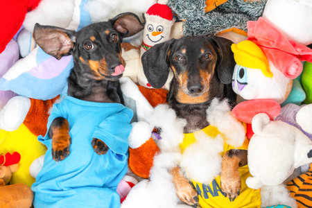 Portrait of two dogs lying in pile of bright plush toys, top view. Children party, birthday celebration, many gifts. Spoiled kids tired of playing, happiness inflation. Ad of educational toy for petの写真素材