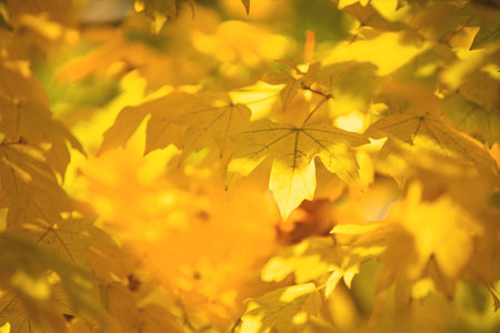 Yellow maple leaves hanging on a branch glow beautifully in the sun, letting in the glare of the suns rays. Aesthetic autumn background change of seasons. Maple sprouts transparent glow with goldの写真素材
