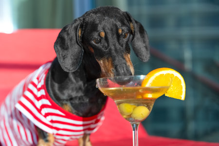 Sad lonely dachshund dog in bright striped T-shirt drinks margarita cocktail, martini with olives on summer terrace of cafe puppy with glass of alcoholic drink with piece of orange waiting for a dateの写真素材