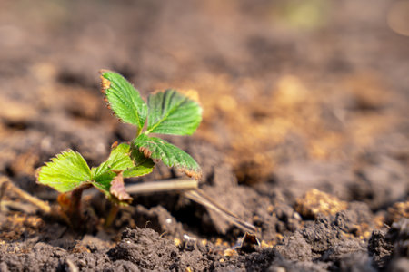 Fresh green shoots strawberries emerging from fertile soil, capturing the essence of new life and the beginning of a plants journeyの写真素材