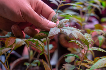 Close-up of a hand gently touching the leaves of a young plant, emphasizing attentive gardening and plant growthの写真素材