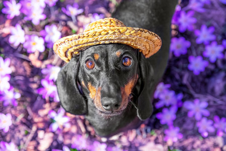 Cute dachshund dog in straw hat stand on lawn of lilac crocus flowers, faithfully looking up Puppy in flower meadow of saffron, innocent look, top view Spring family walk in park Spring pollen allergyの写真素材