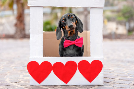 Cute dachshund dog in red bow tie behind podium decorated with hearts congratulates on Valentine Day...