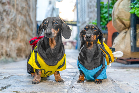 Two dachshund dogs in bright tourist equipment with backpacks stand on the pavement of the old city,...