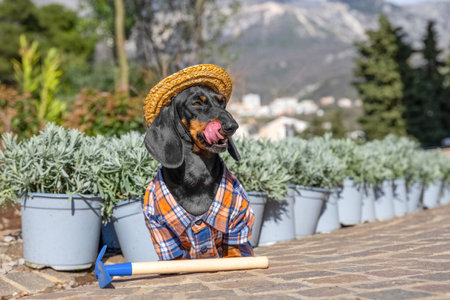 A dog in straw hat, plaid shirt, cheerful gardener plants a flowerbed with plants in plastic buckets, resting on a break, basking in the sun, funny sticking out his tongue Landscaping, yard enclosureの写真素材