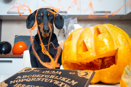 Dachshund celebrates halloween with carved pumpkin and spooky ouija board scene.の写真素材