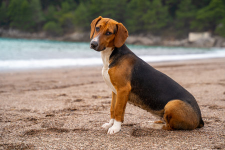 Beagle mix dog sitting on a tranquil beach by the sea.の写真素材