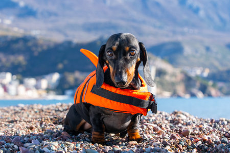A dachshund wearing a bright orange life vest sits on a rocky beach with a scenic mountain backdrop.の写真素材