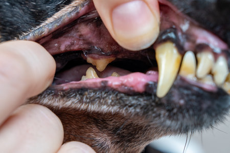 Close-up of dogs dental health with tartar buildup on canine teeth. Tartar and plaque on teeth, examination before surgeryの写真素材