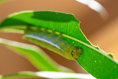 A close-up shot of a vibrant green caterpillar resting on a bright green leaf, basking in warm...