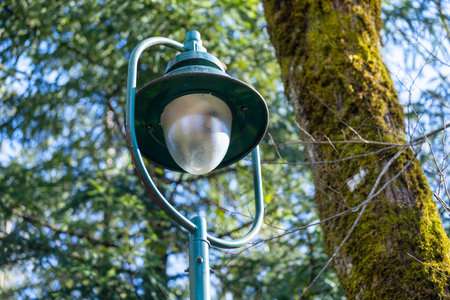 A vintage street lamp stands tall amidst a lush forest. sunlight filters through the trees, highlighting the moss-covered trunk nearby, creating a serene, natural atmosphere.の写真素材